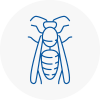 Abbey Wood Wasp Nest Removal